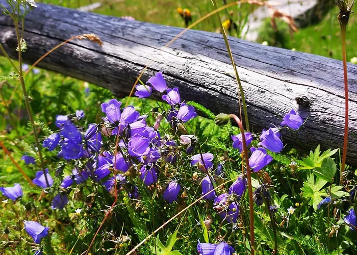 Berghaeusl * トゥクス